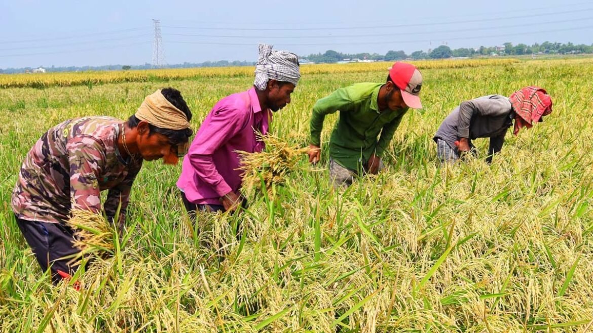 The high yield of paddy this season