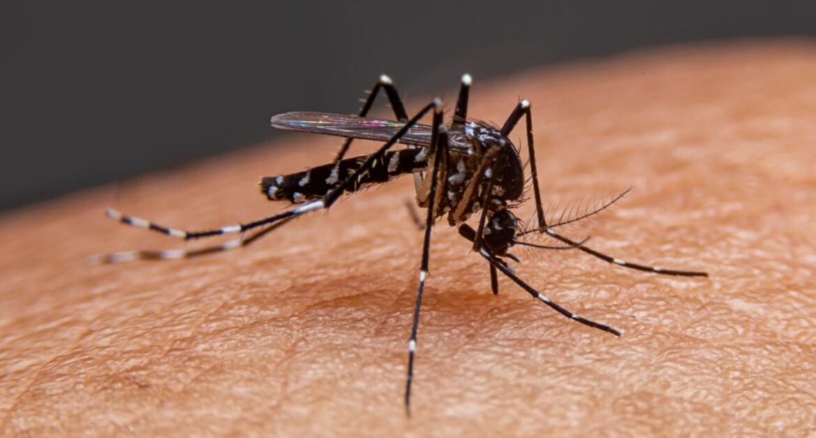 methods of mosquito control fight against dengue