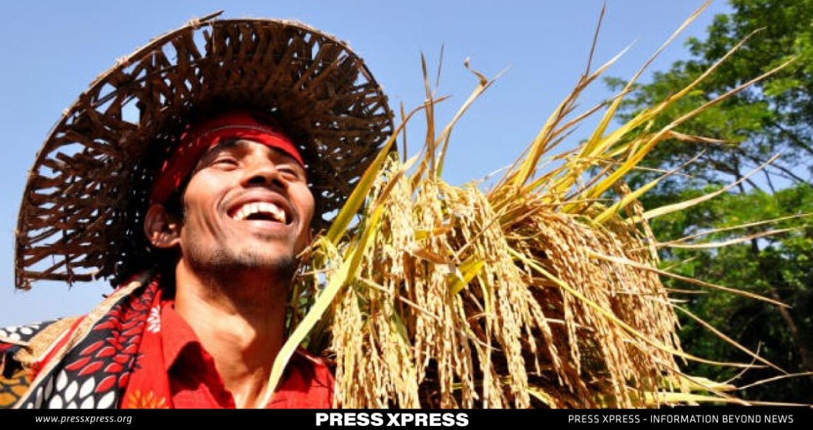 Farmers in Bangladesh have not only adopted new rice varieties but also improved their agricultural practices