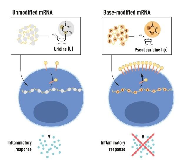 Nobel Prize Awarded to mRNA Pioneers