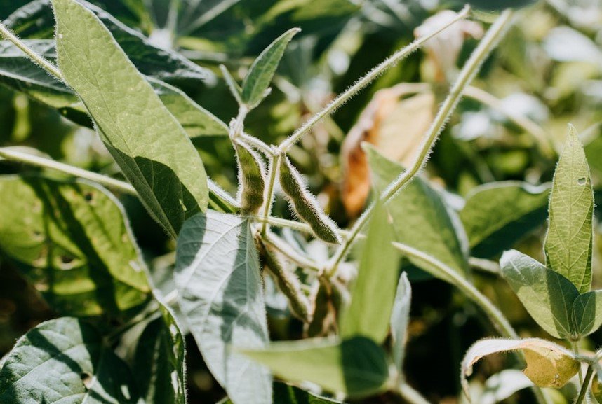 Soybean Cultivation