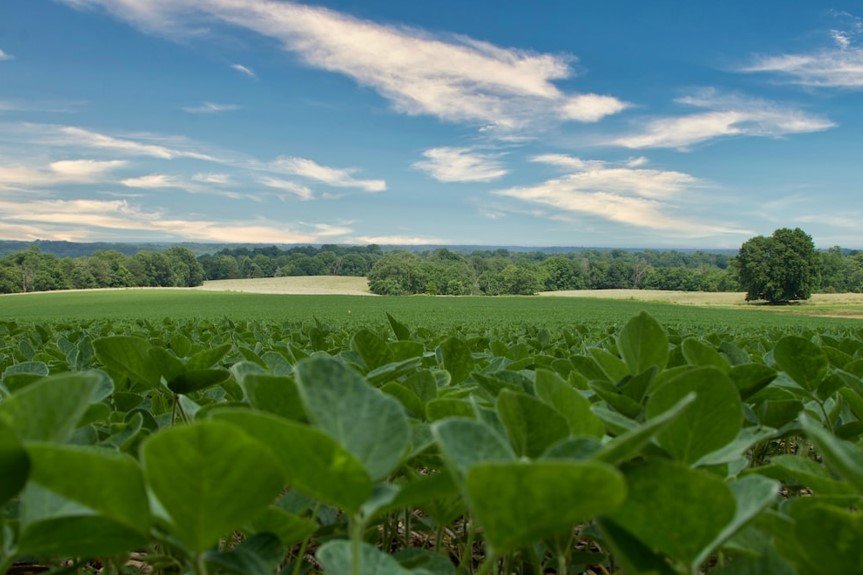 Soybean Cultivation