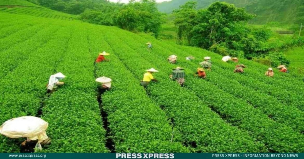 Tea Waves Bangladesh Surpasses 2023 Records!