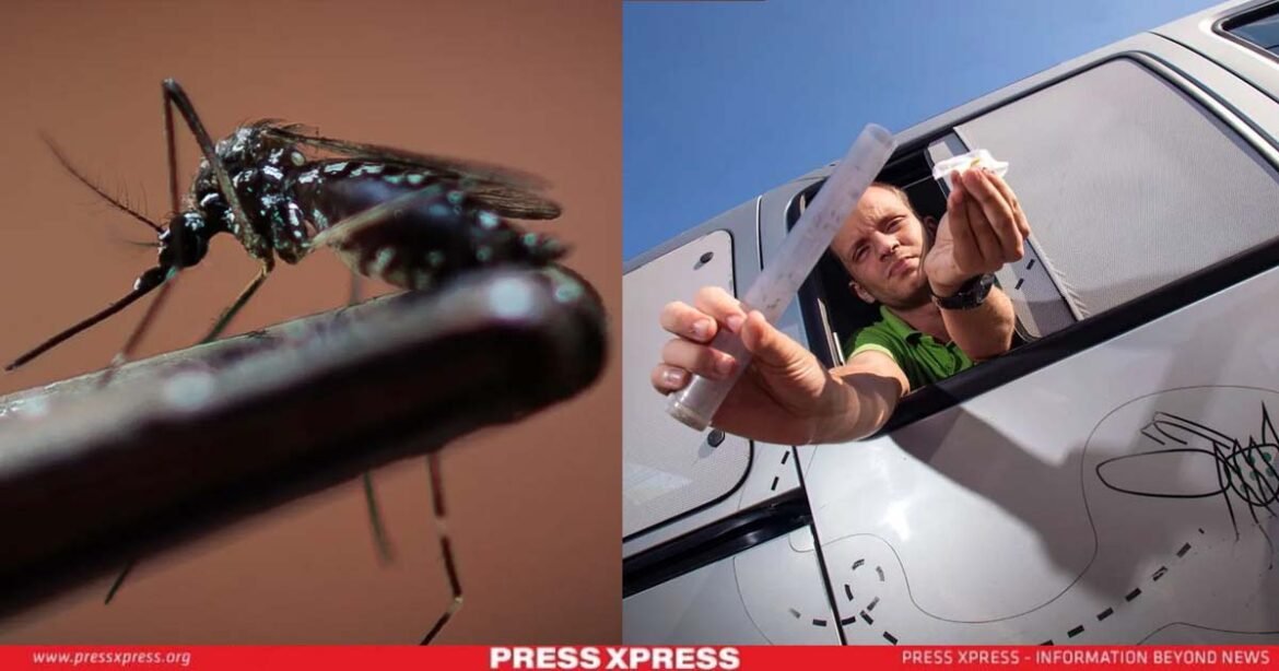 Brazil Releases Anti-Dengue Mosquitoes to Stem Outbreak-Will It Work