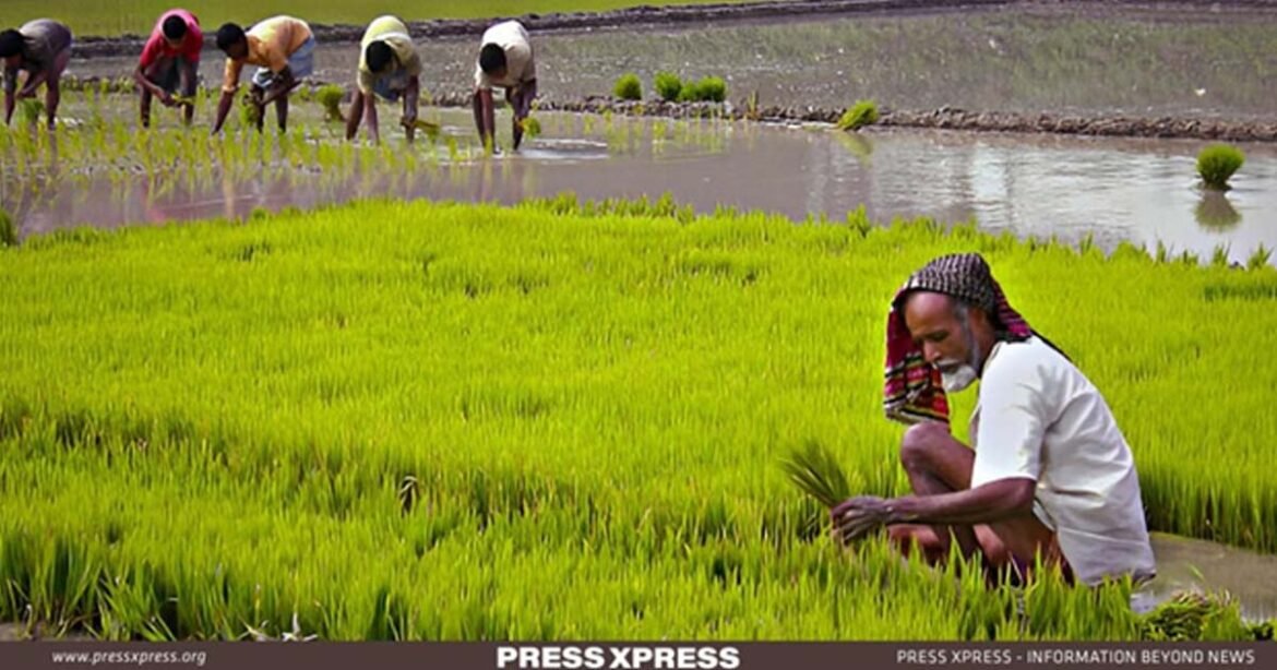 Bangladesh Focuses on Agriculture, A Path to Prosperity! - Press Xpress