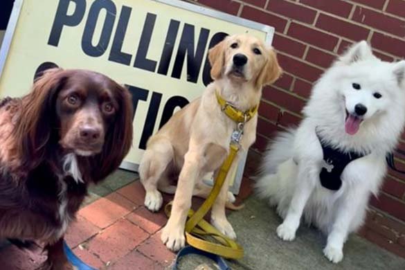 Finn, Berry, and Pan wait outside while votes were cast, were all well behaved - until one of them spotted a squirrel.